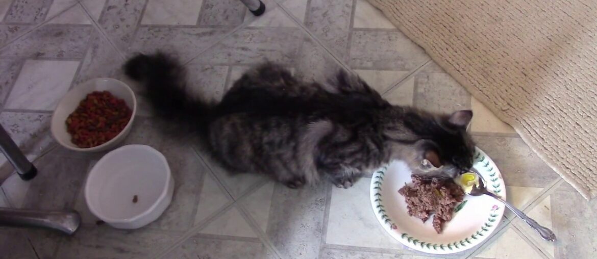 L-Lysine Vitamin For Cats Healthy Immune System