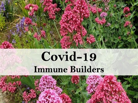 Coronavirus  Covid-19  Immune Builders