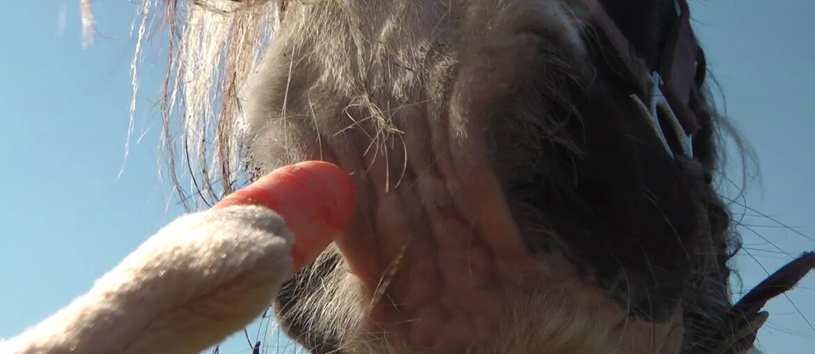 carrots are rich in vitamins, lockdown - modus