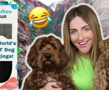 DOG LEGGINGS are a Thing! So I Bought Some for Mine..