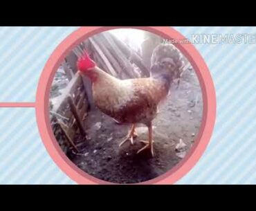 Tips, sa. Pagbibigay ng vitamins base on my experience.