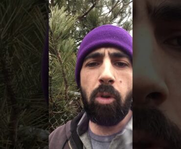 Vitamin C from Pine Needle Tea