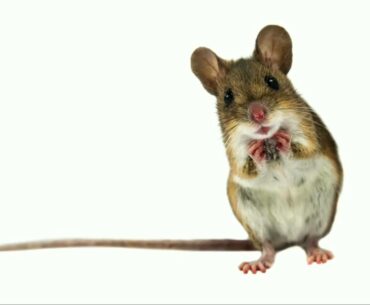 Microbes, Mental Wellness & Mealtime | Lisa Kilgour | TEDxKelowna