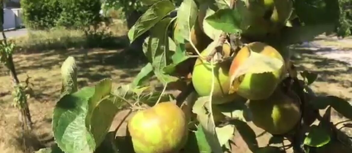 We people rarely seen the apple plants,so let's see the red,healthy,vitamins,blossoming apple tree