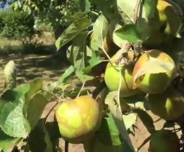 We people rarely seen the apple plants,so let's see the red,healthy,vitamins,blossoming apple tree