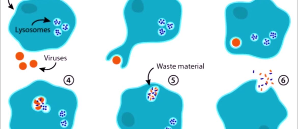 INGESTING BLEACH KILLS VITAMIN C not coronavirus