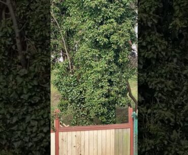 Anti Covid-19 Immune Boosting Nature Meditation Revitalizing Alpha State