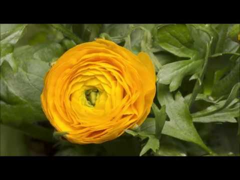 Boost your Immune System by Yoga, Meditation and through Home Remedies