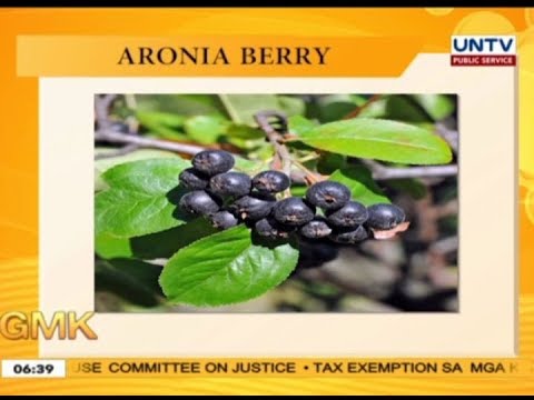 All about Aronia berries & vitamin B17 | Usapang pangkalusugan