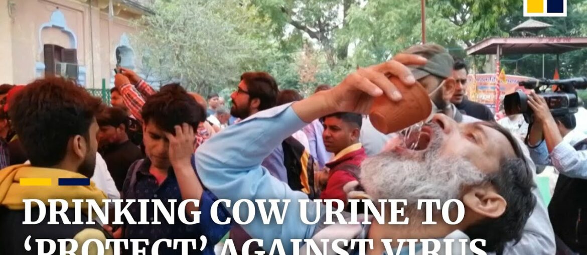 Hindu activists in India drink cow urine to ‘protect’ themselves from coronavirus