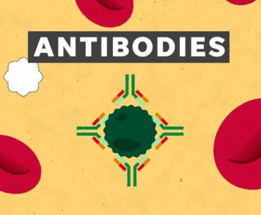 How antibodies in recovered COVID-19 patients could treat others with coronavirus | Just The FAQs