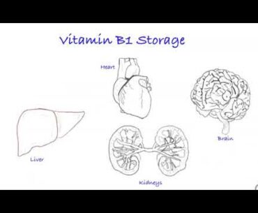 The Importance of Vitamin B1