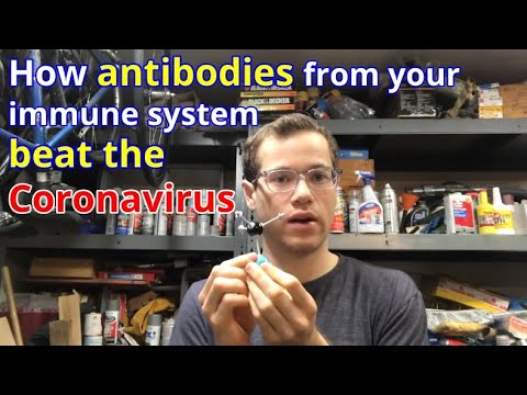How antibodies from your adaptive immune system beat COVID-19