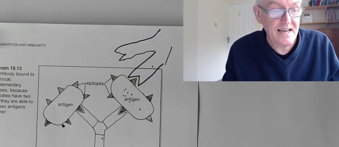 Short review of immunity, antigens and antibodies