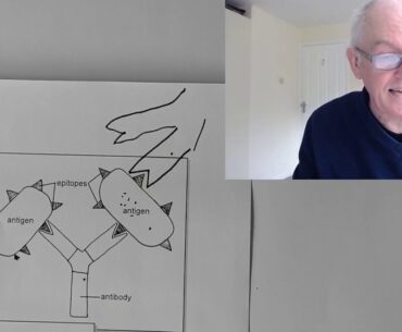 Short review of immunity, antigens and antibodies