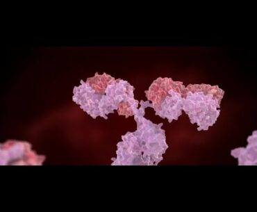 Who still study immunity of COVID-19 survivors