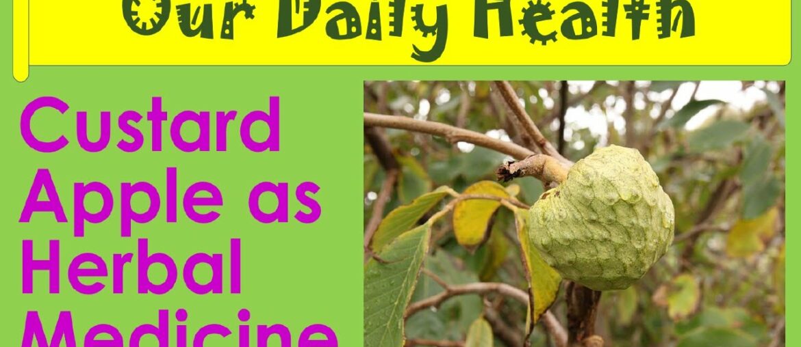 Custard Apple as Herbal Medicine