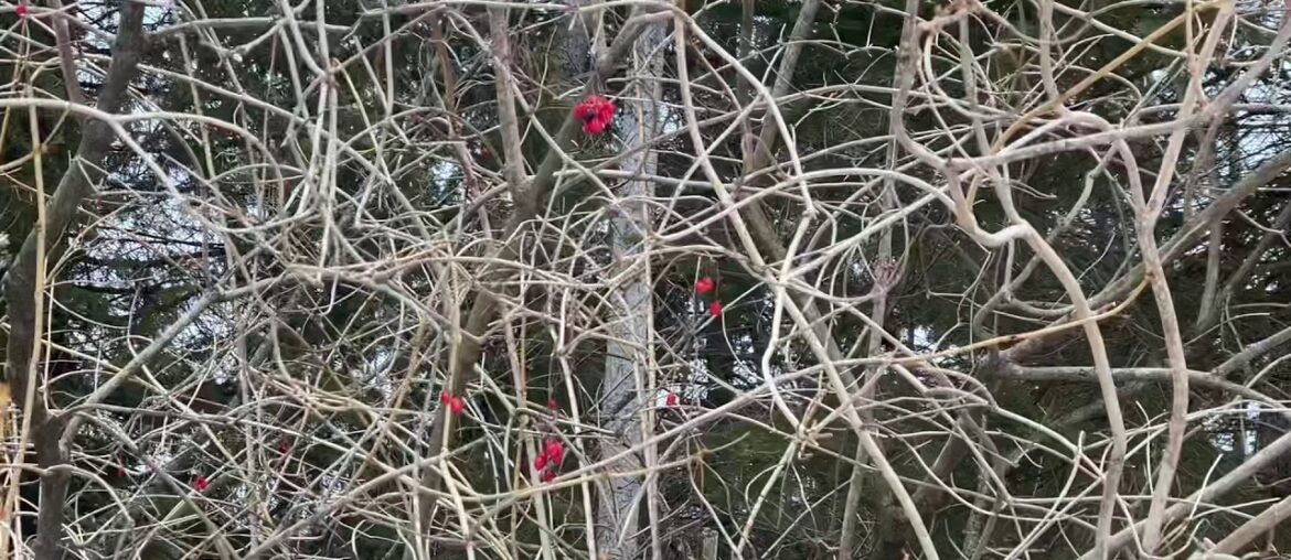 Vitamin c can help fight against viruses. Fermented HighBush Cranberry