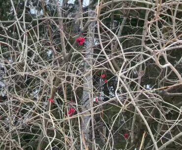 Vitamin c can help fight against viruses. Fermented HighBush Cranberry