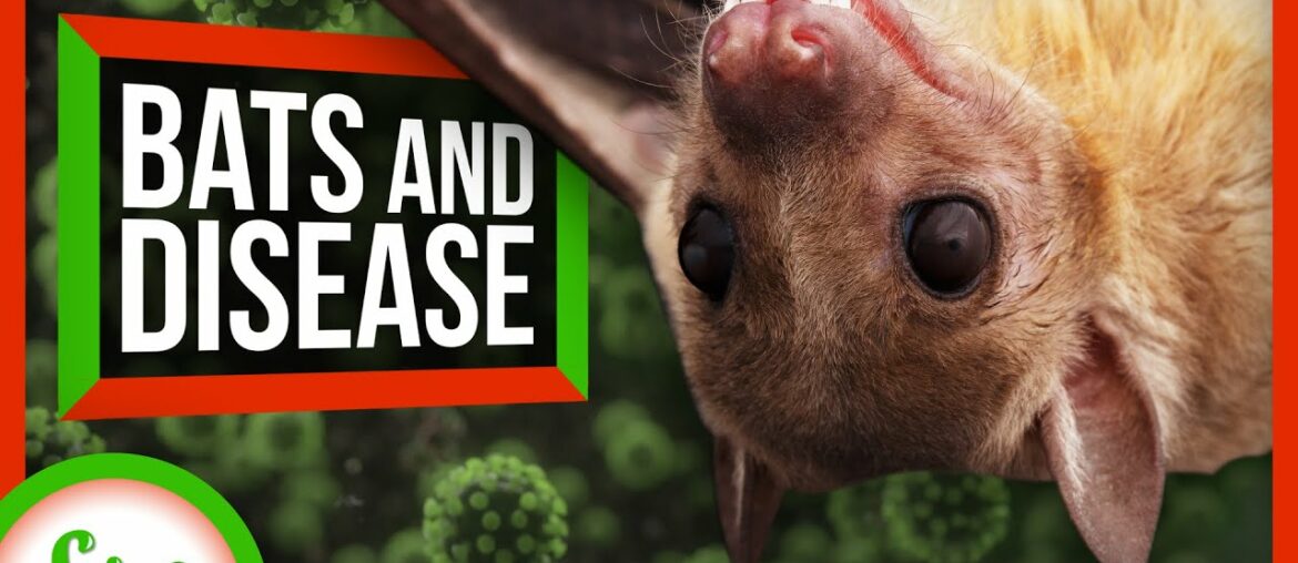 Why Do Bats Carry So Many Dangerous Diseases?