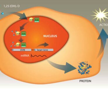 Vitamin D linked to COVID-19 mortality