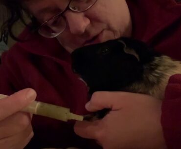 Freddy’s first critical care feed!