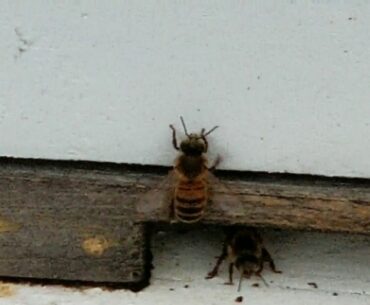 Herbs and gardens, and getting my vitamin D, Coronavirus still spreading