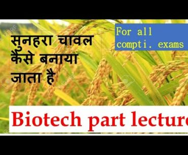 golden rice creation in biotechnology part,nutrition improvement of vitamin a as golden rice.