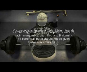 What Natural Herb Can Be Used For Steroids For Dogs?