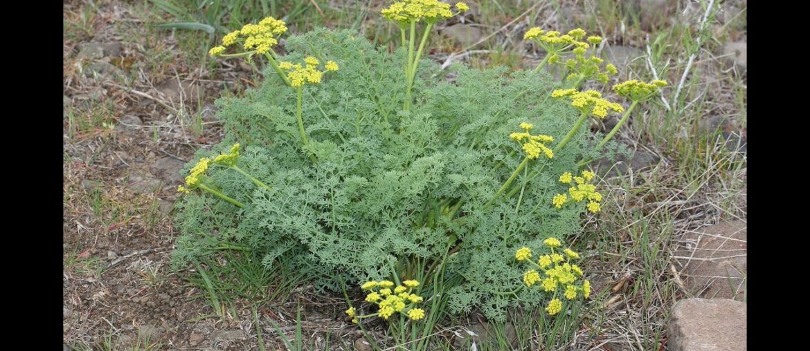 Proactive Health Antibody Test Updates, Death Rate, Vitamin C, Lomatium