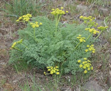 Proactive Health Antibody Test Updates, Death Rate, Vitamin C, Lomatium