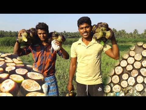 FRESH TODDY PALM FRUIT JUICE / Plants /Asian Palmyra palm IN MY VILLAGE NONGU VEHICLE