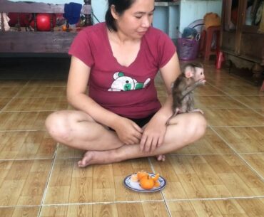 Positive vitamin C supplement - Monkey Mini