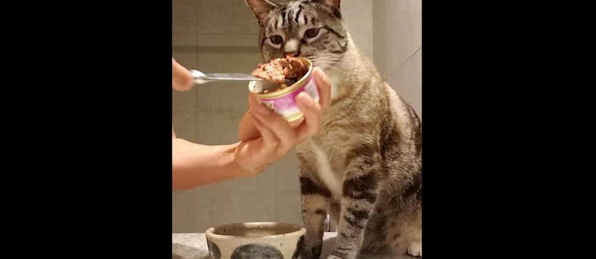 Purina Fancy Feast® Classic Paté Tender Beef & Liver Feast Wet Cat Food Eating Demonstration