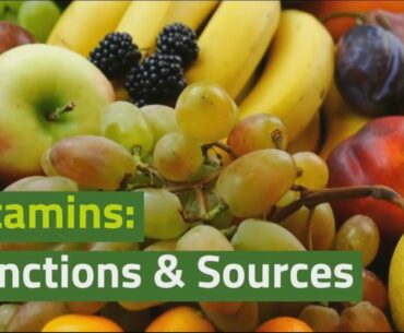 Vitamins Key Functions and Food Sources