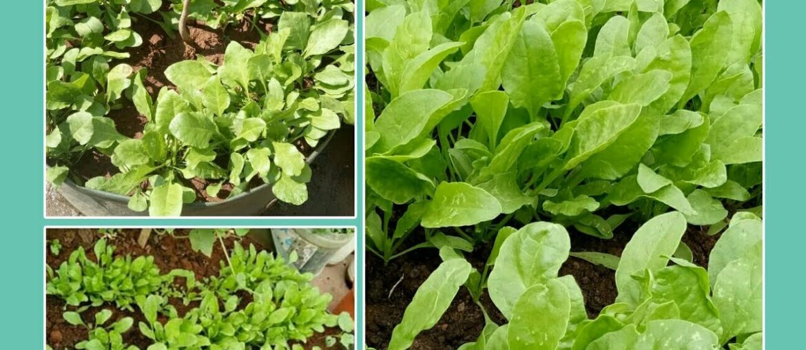 How to grow Spinach at Home - Full Information with updates