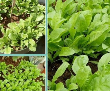 How to grow Spinach at Home - Full Information with updates