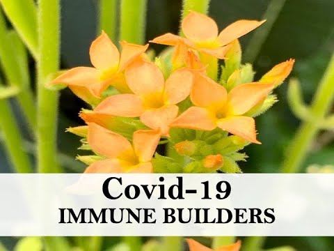 Covid-19 Immune Builders Pt. 2