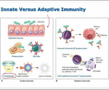 Ch 6 Lecture Video   Innate Immunity Inflammation Fever