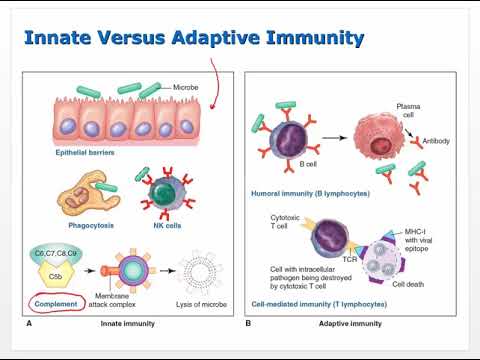 Ch 6 Lecture Video   Innate Immunity Inflammation Fever