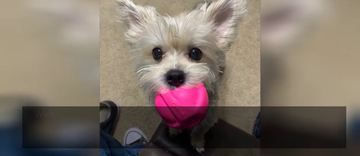 Ancestral Supplements - CRAVE Grain Free High Protein Adult Dry Dog Food, Lamb & Venison