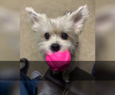 Ancestral Supplements - CRAVE Grain Free High Protein Adult Dry Dog Food, Lamb & Venison