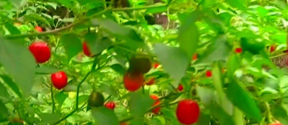Natural Hot Pepper 1moment inspirational nature vitamin plants for immunity