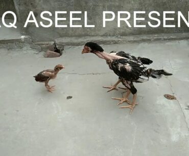 Natural vitamin source for Aseel chicks/اسیل چوزوں کیلے قدرتی ویٹامن کا ذریعہ