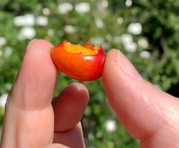 Where to Find Free, Natural Vitamin-C.