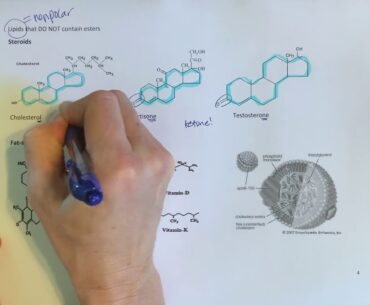 Steroids and vitamins