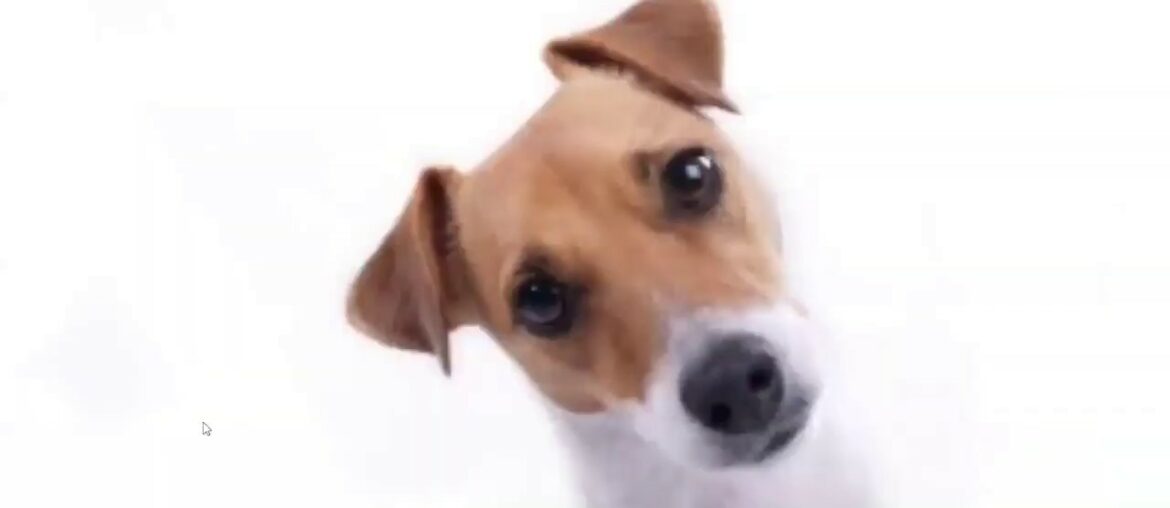 Covid-19 The Immune System and Digestive System! By Greg Im