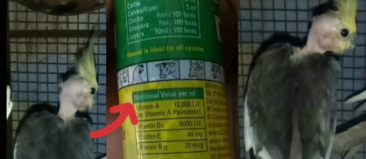 Best source of Vitamins Foods for Birds  | Skin disease Treatment
