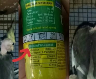 Best source of Vitamins Foods for Birds  | Skin disease Treatment