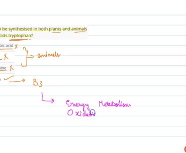 Which vitamin can be synthesised in both plants and animals from the amino acids tryptophan?